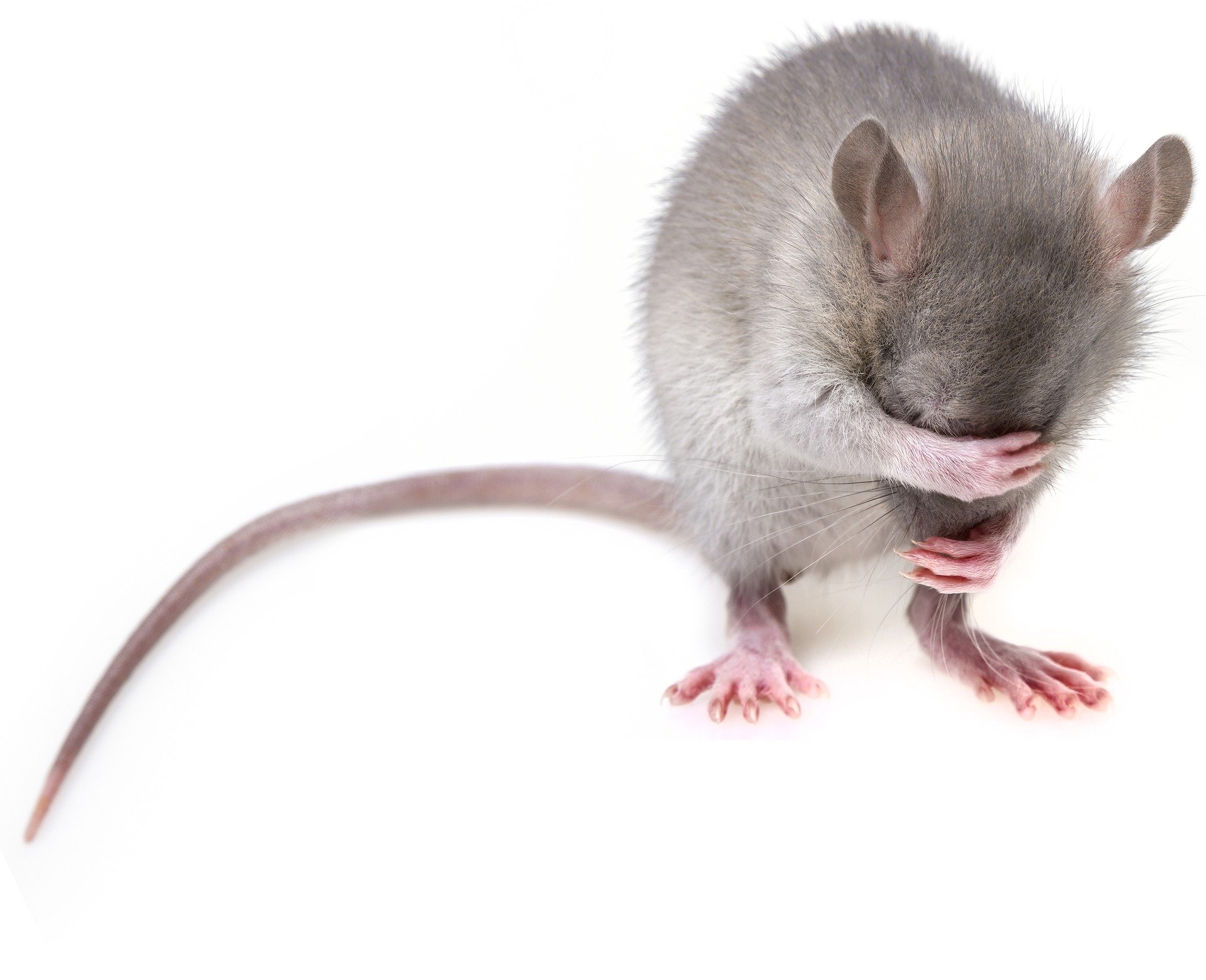 Keeping mice out of your home