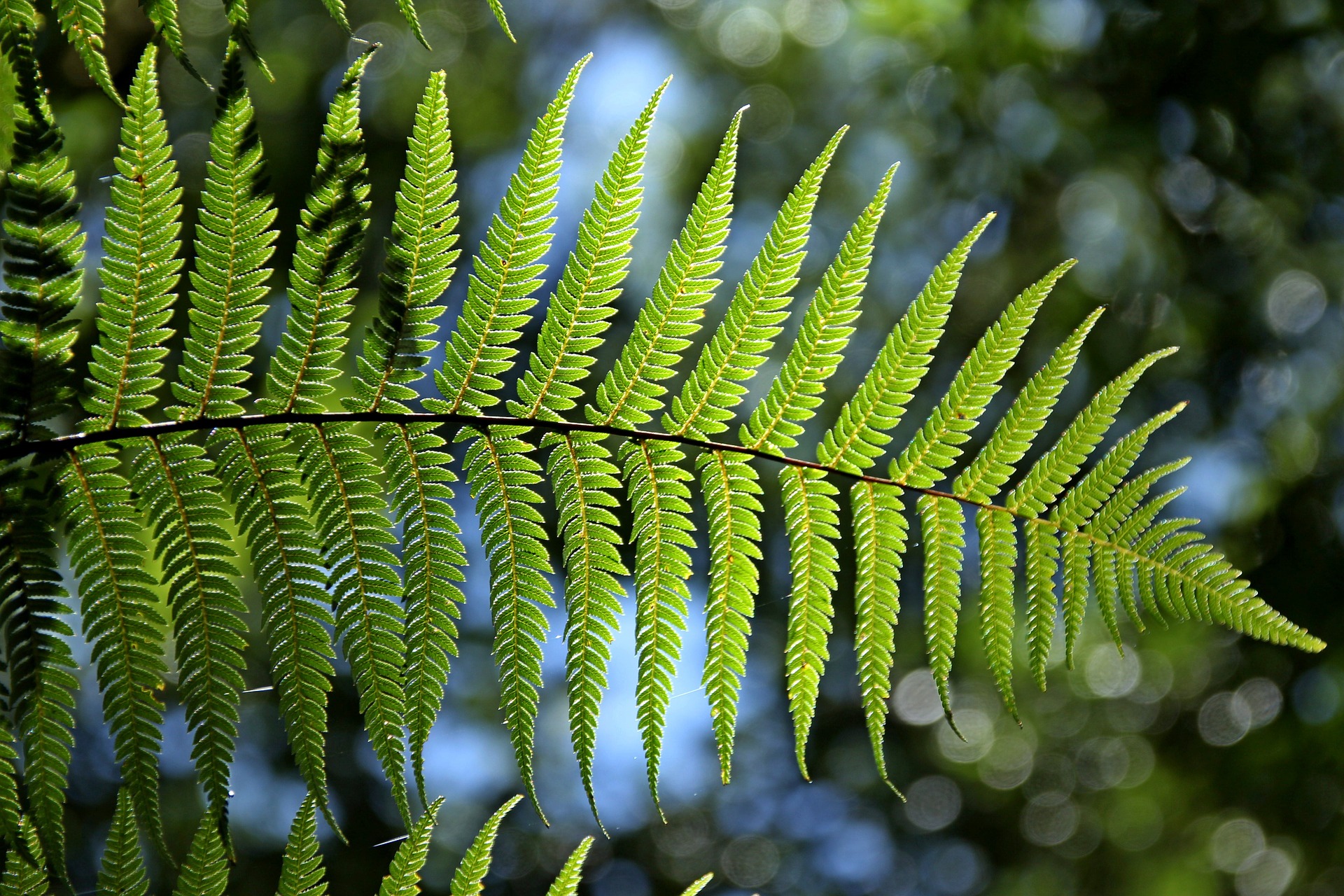 Going green in your garden or flower bed